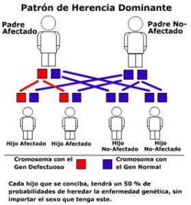 Consanguinidad_clip_image004