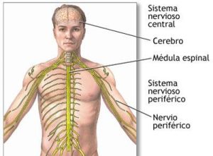 Dentro del tubo neural, las células continúan dividiéndose y proliferando y diferenciándose a un ritmo que varía a lo largo del tubo dependiendo de la estructura que se esté formando. La parte inferior dará lugar a la médula espinal y la parte superior al cerebro.