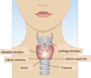 Tiroides