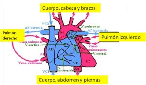 cardiopatia