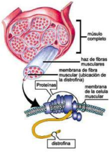 Las fibras musculares afectadas finalmente mueren llevando a la degeneración muscular progresiva que presentan los pacientes afectados. 