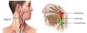 La epiglotis es una especie de válvula en una estructura cartilaginosa que cubre la entrada de la laringe y que se mueve hacia arriba y hacia abajo, impidiendo que los alimentos entren en ella y en la tráquea al tragar