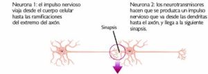 ¿Qué es exactamente lo que se transmite de unas neuronas a otras?